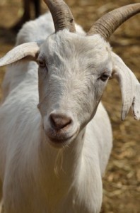 A white goat