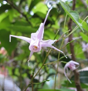 461px-Epimedium_grandiflorum_2