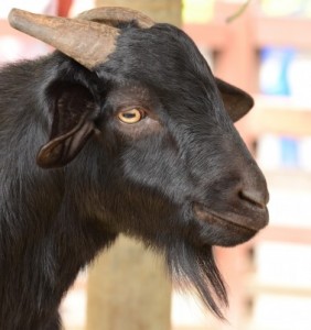 Black goat