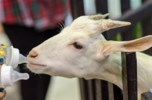 A kid (young goat) feeding from two bottles